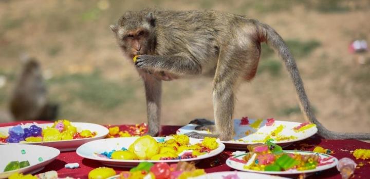 Độc lạ Thái Lan: Lễ hội buffet siêu to khổng lồ dành cho… khỉ-1