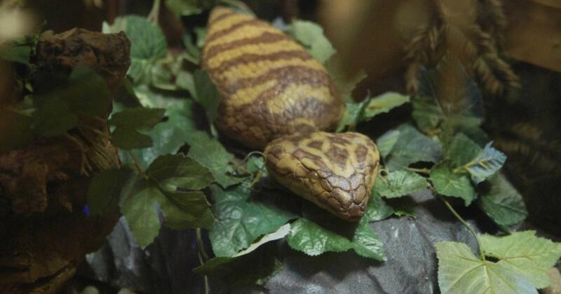 Lễ hội Nhật Bản treo thưởng 10.000 USD bắt sinh vật giống rắn-1