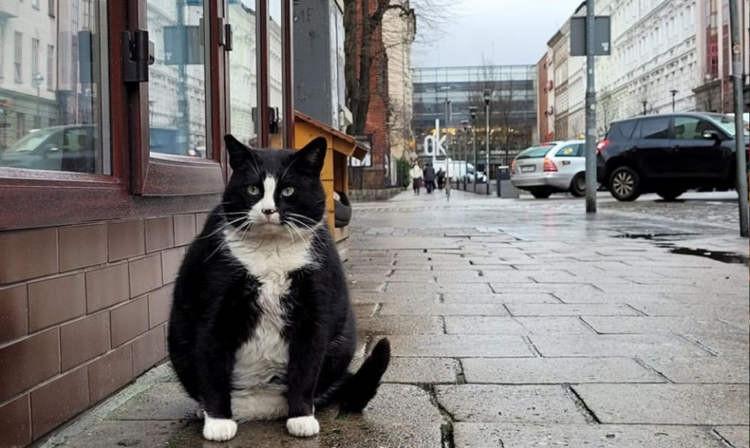 Mèo béo đăm chiêu trở thành tâm điểm hút khách ở Ba Lan-1