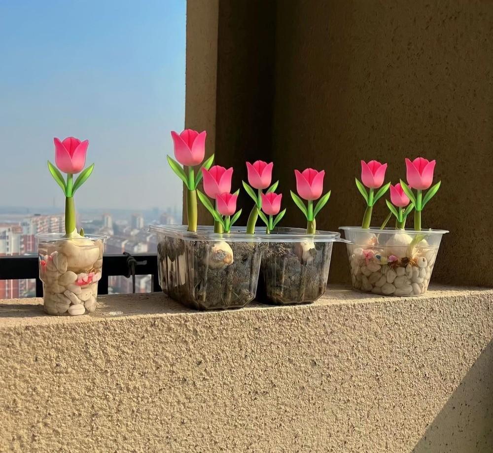Tự trồng hoa Tulip tại nhà: Dễ chăm mà thành quả đẹp không ngờ!-1