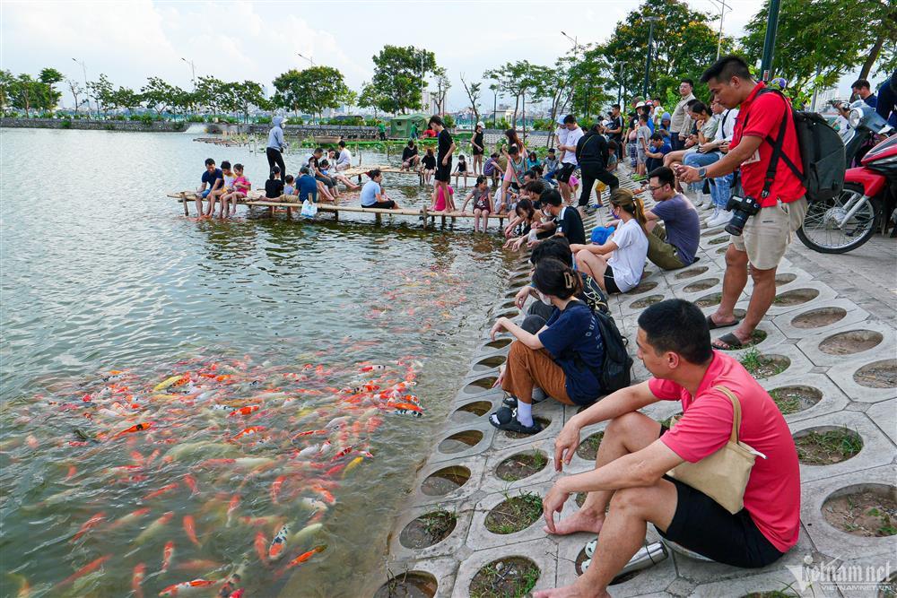 Xuất hiện hồ cá koi 12.000 con mở miễn phí ở Hà Nội, du khách kéo tới check-in-1
