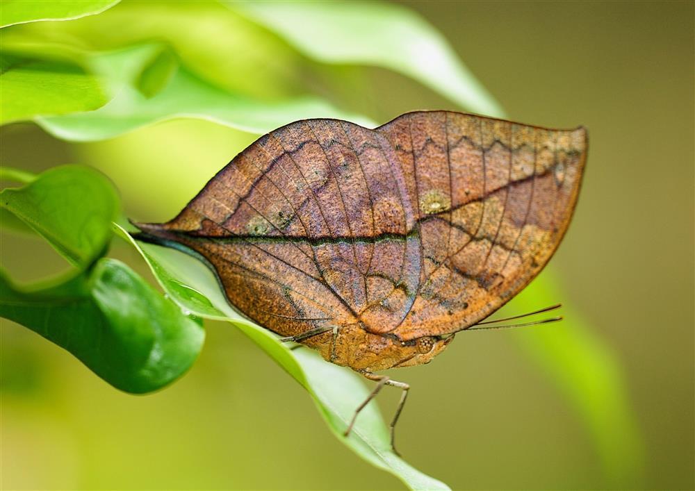 Đi thăm rừng nhiệt đới, du khách giật mình thấy lá khô bay lên từ mặt đất-1