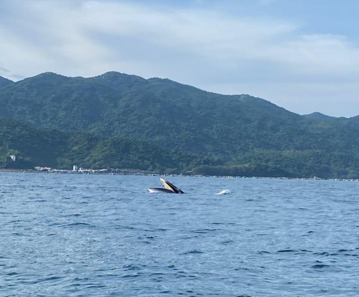 Ngoạn mục cảnh cá voi dài 15 mét lần đầu xuất hiện ở vịnh Vũng Rô-1