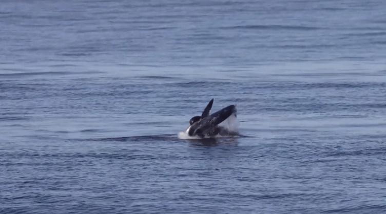 Du khách bị sốc chứng kiến sư tử biển xé xác cá mập xanh, xơi tái giữa biển-1