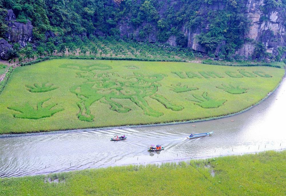 Bức tranh Mục đồng thổi sáo khổng lồ trên đồng lúa ở Ninh Bình-1