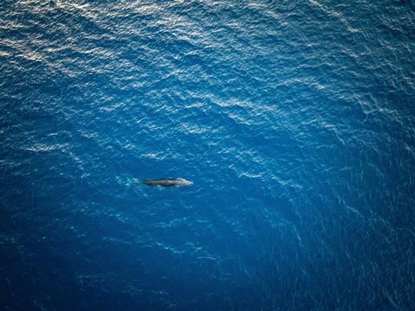 Xuất hiện cá voi dài 8 m săn mồi ở biển Bình Định-1