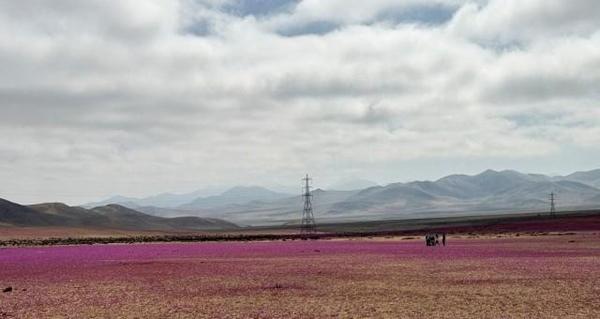Sa mạc khô cằn nhất thế giới bất ngờ bị bao phủ bởi ‘rừng hoa’-1